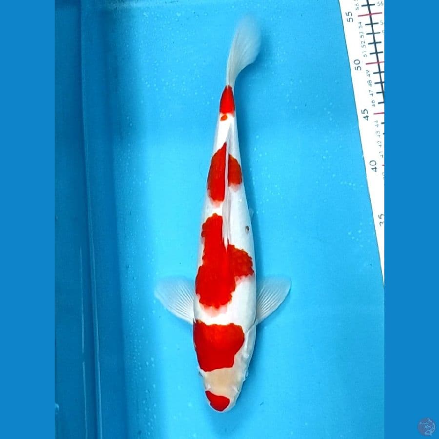 original strong 33cm Male
