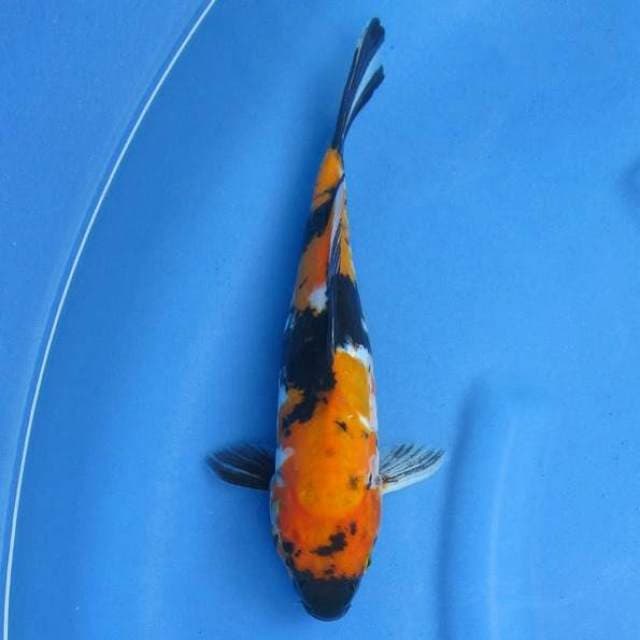 Doitsu Showa 29cm