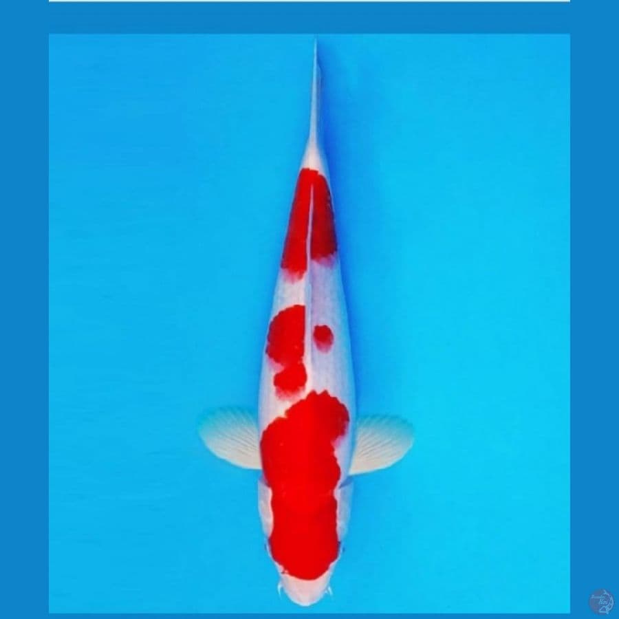 kohaku strong