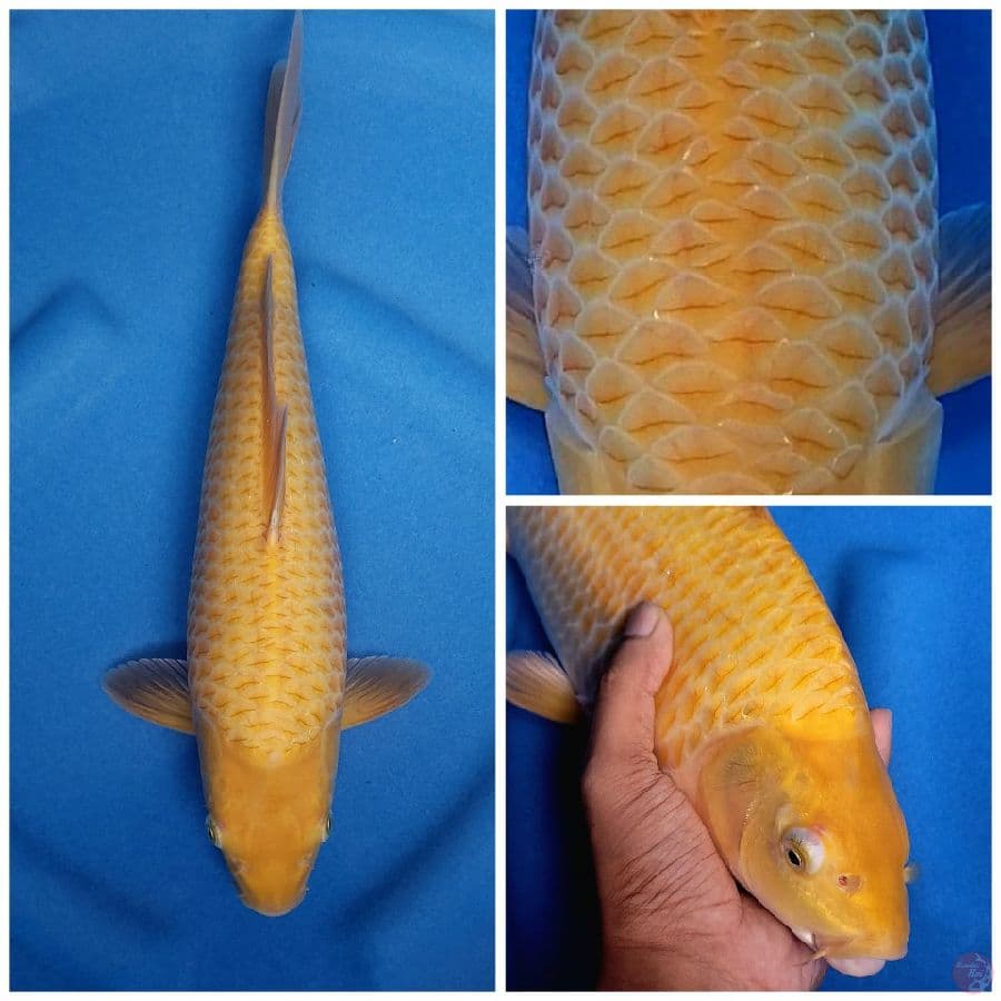 caramel 37cm male