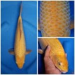 caramel 37cm male