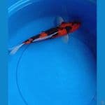 Showa 37 cm jantan