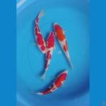 kohaku hq paket 27_29cm
