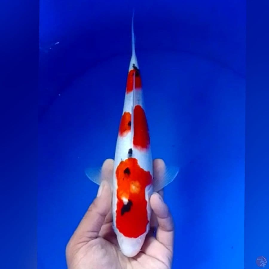 SANKE 28CM