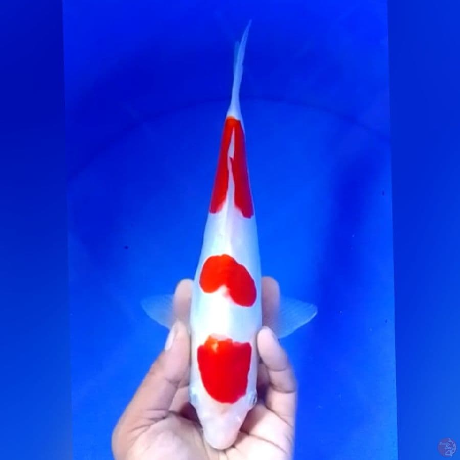 DOID 27CM