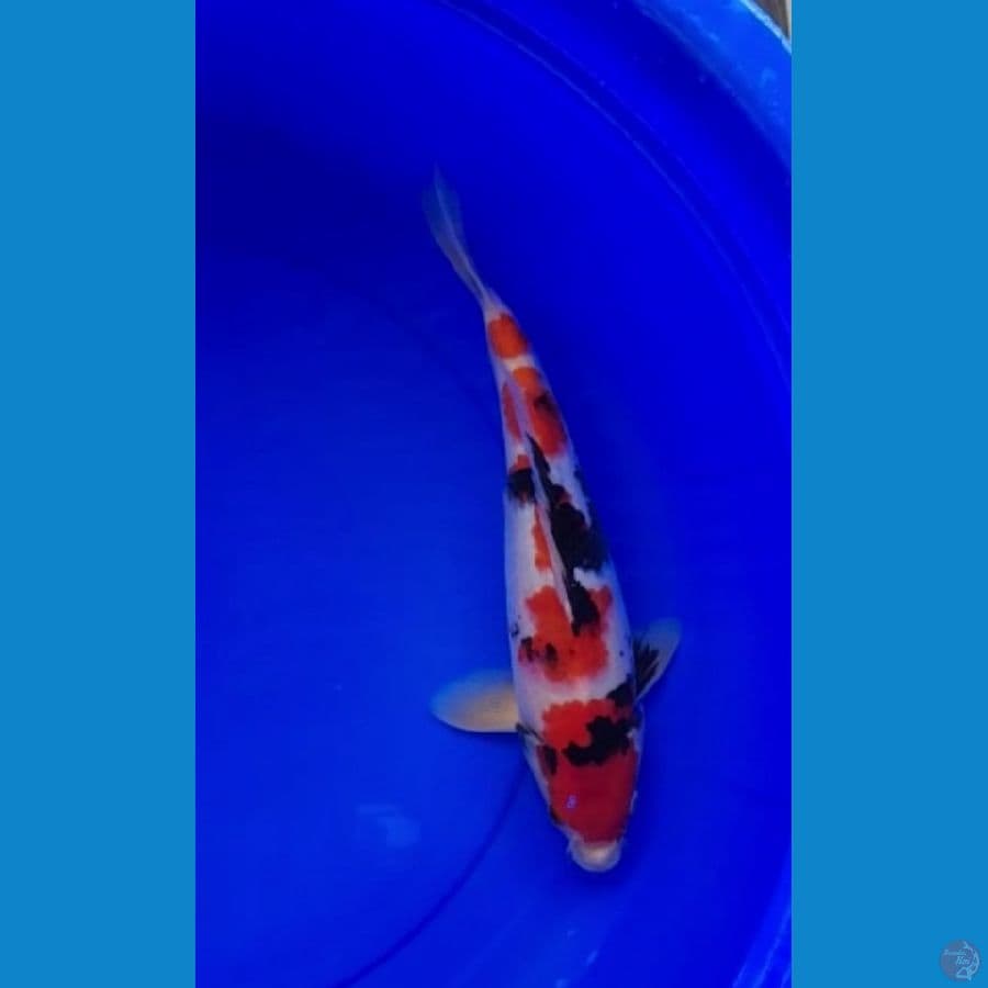 Showa 37cm