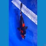 SHOWA 33 CM