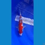 SHOWA TATEGOI 32 CM