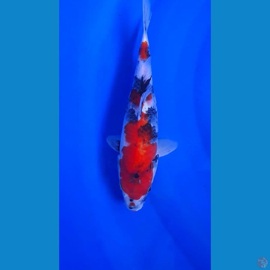 SHOWA 30 CM