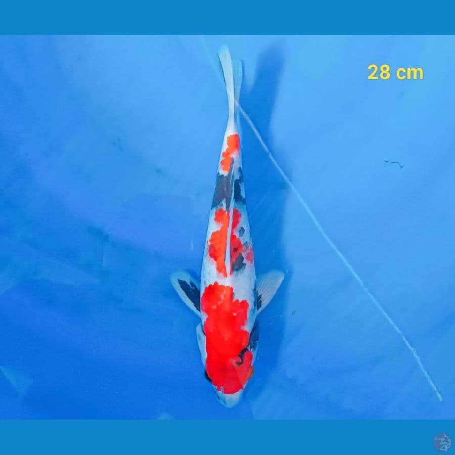 showa 28 cm