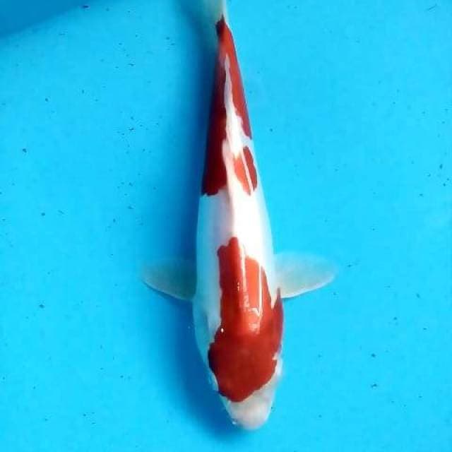 Kohaku doitsu cabe"an