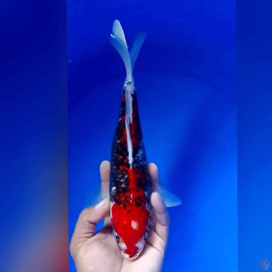 BENIMATSUKAWABAKE M29