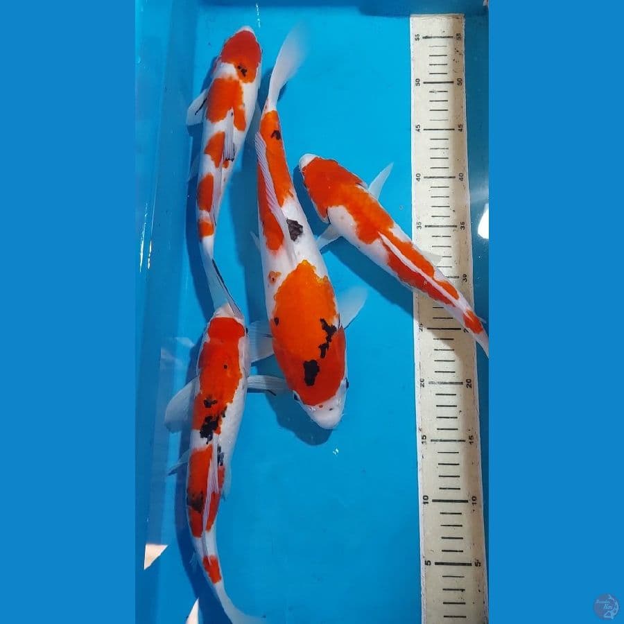 SANKE SHOWA KOHAKU 31-37 CM