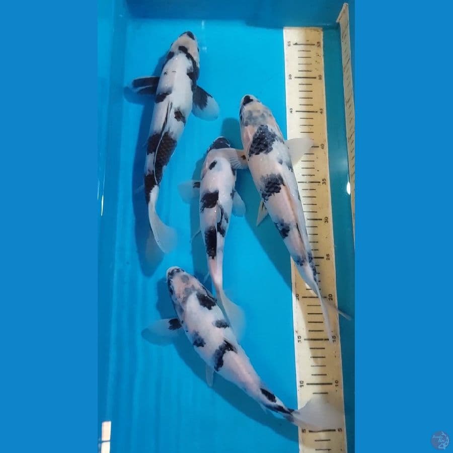 SHIRO 26-31 CM