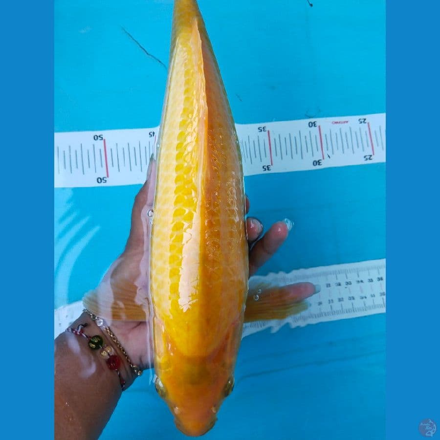 karasi 35cm jantan