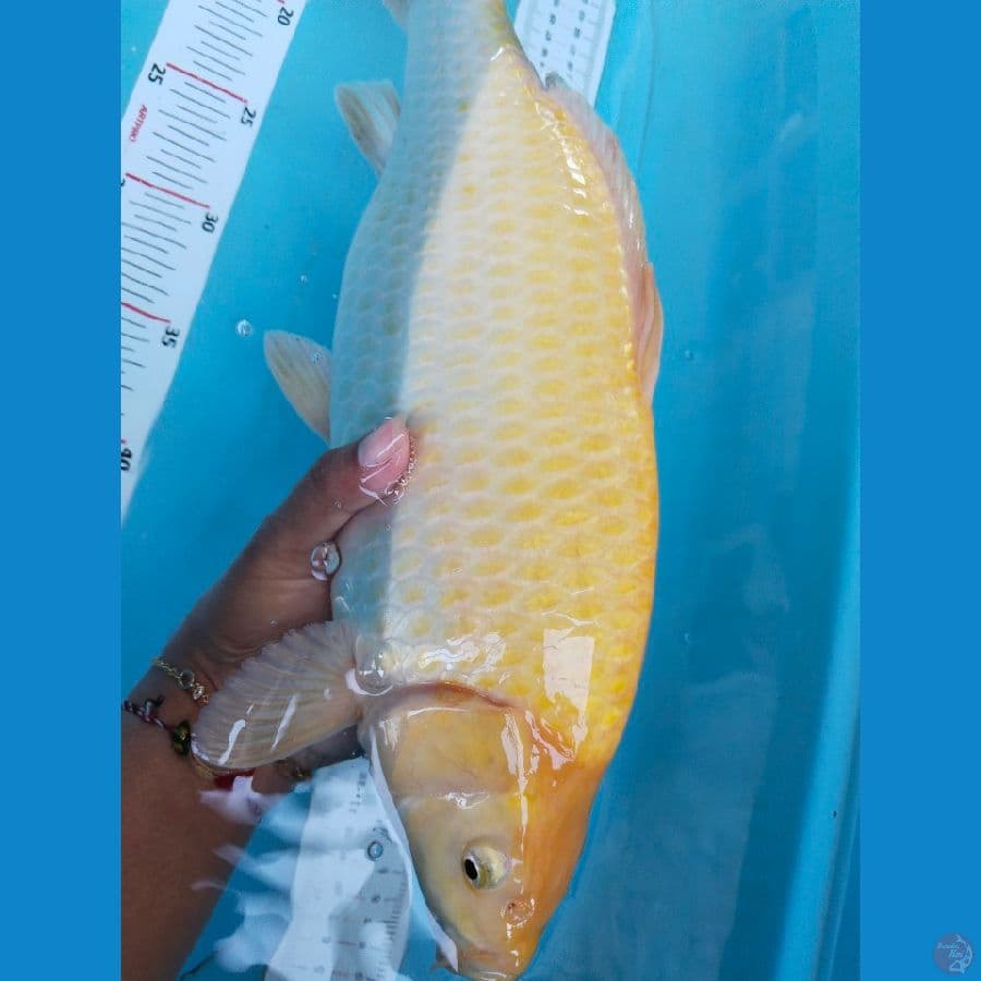 karasi 38cm bulky
