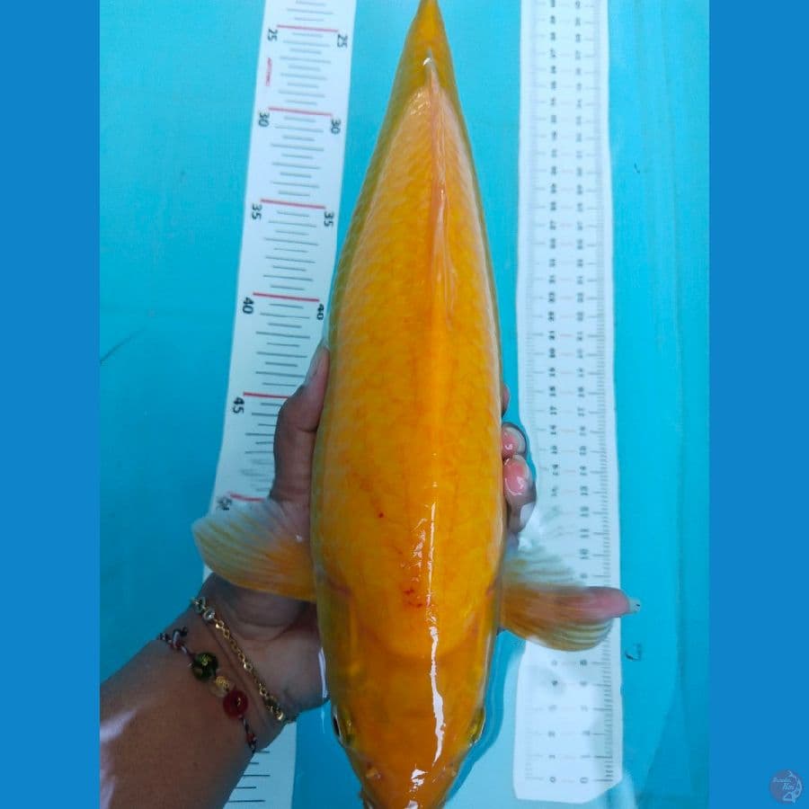 karasi 36cm jantan