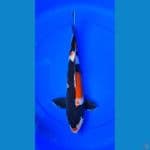 showa 45 cm