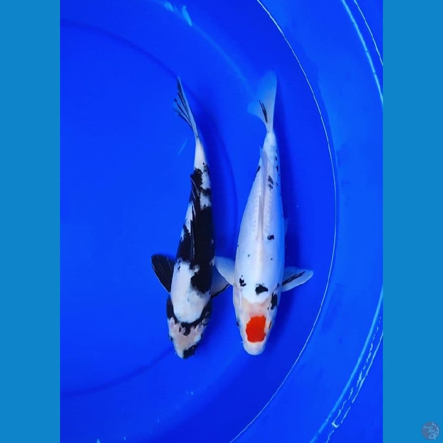  shiro & tanco showa doitshu 35 bu