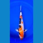 showa jumbo 48cm 