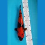 Utsuri tembus 37 cm