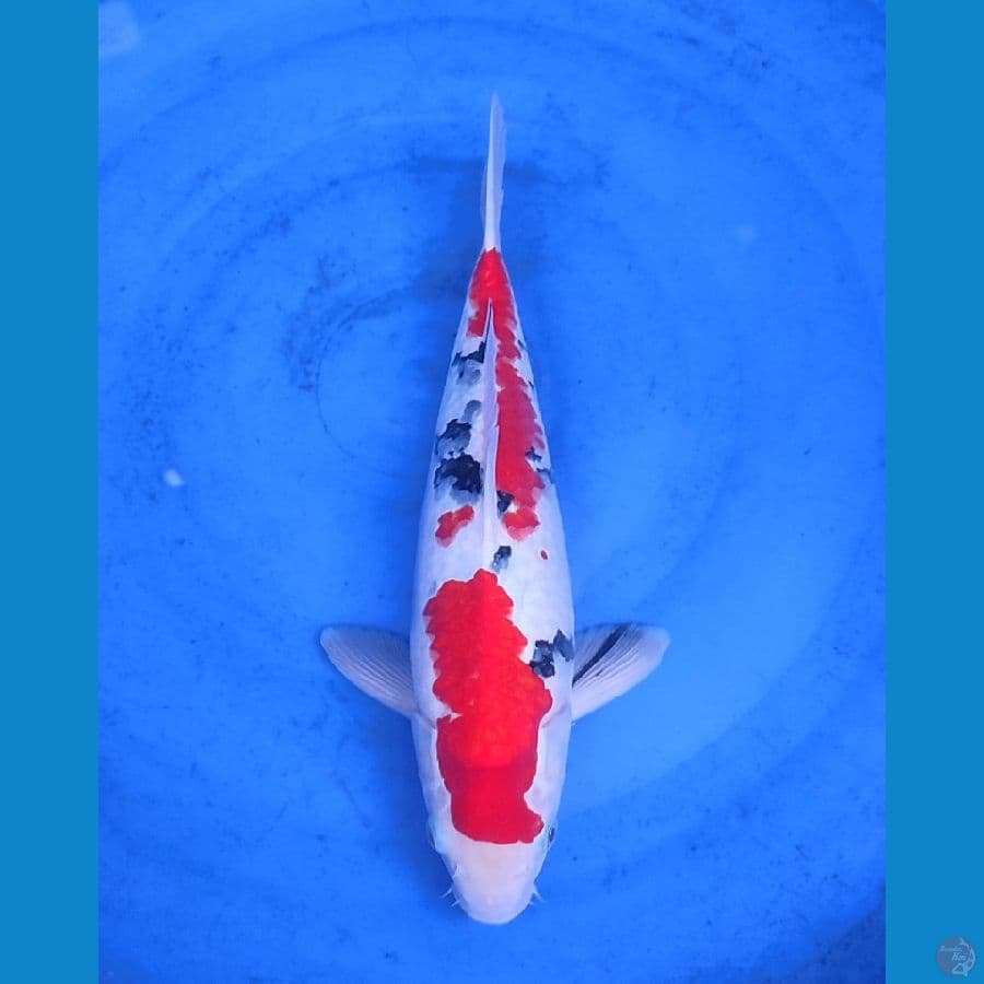 sanke male 37cm
