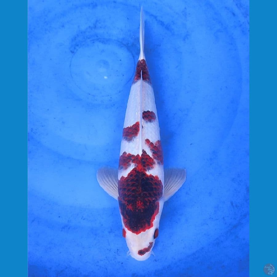 koromo male ! 35cm , original