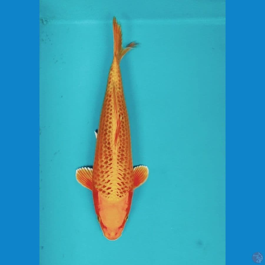 MATSUBA MANTAB 31CM MALE