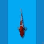 Tategoi Showa 3Step Original 23cm