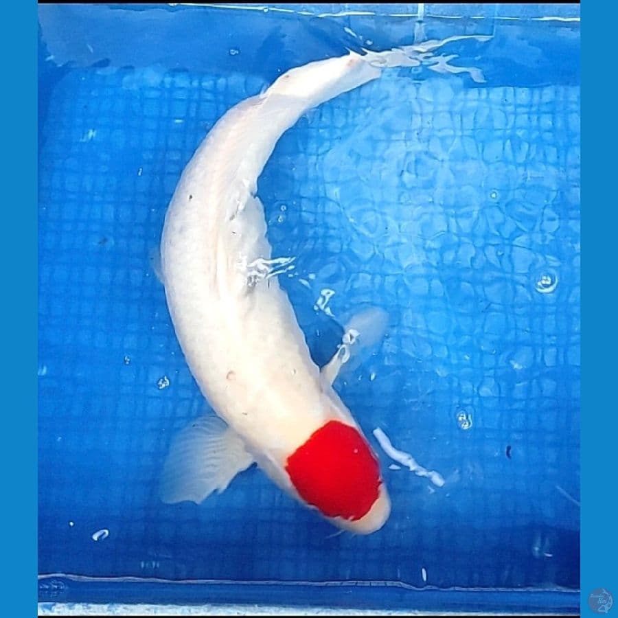 TANCHO 52CM | Fm