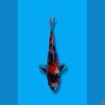 Showa Sanshoku 22cm