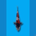 Showa Sanshoku 22cm
