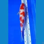 kohaku