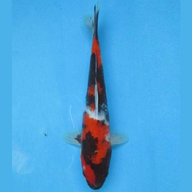 Hi Showa 29cm