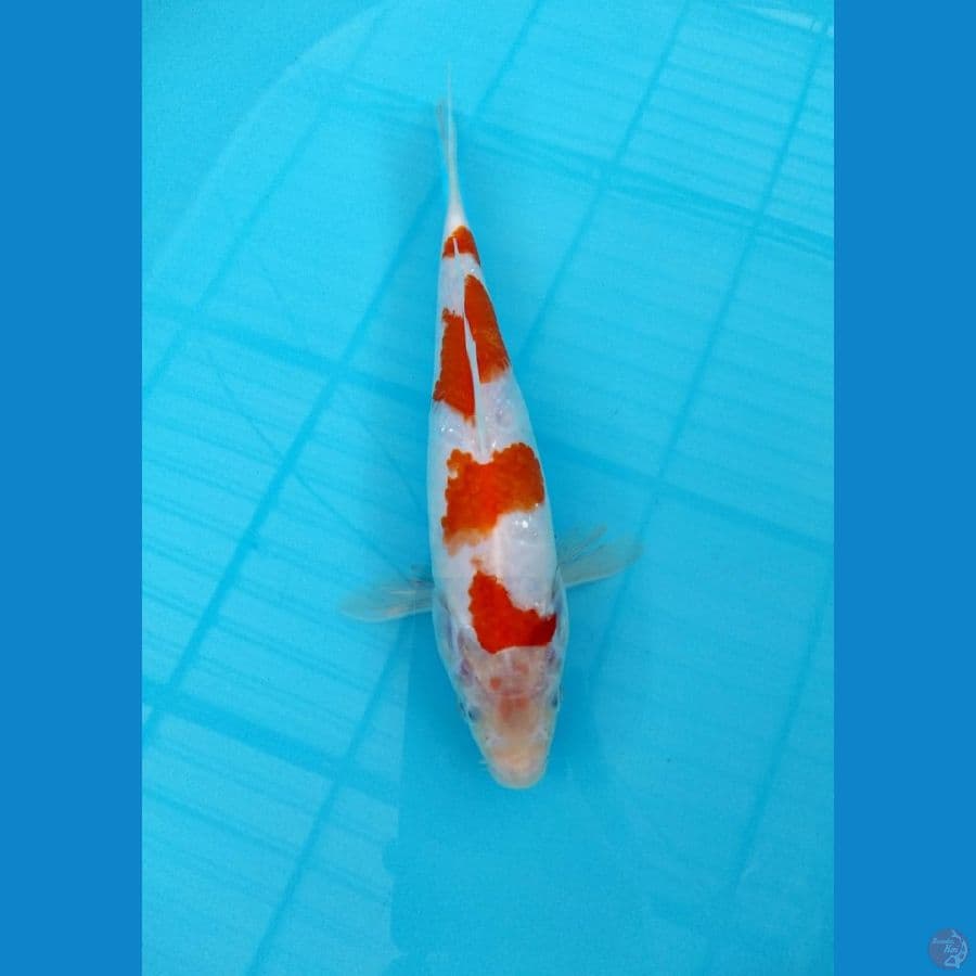 Kohaku 4 Step 25 BU