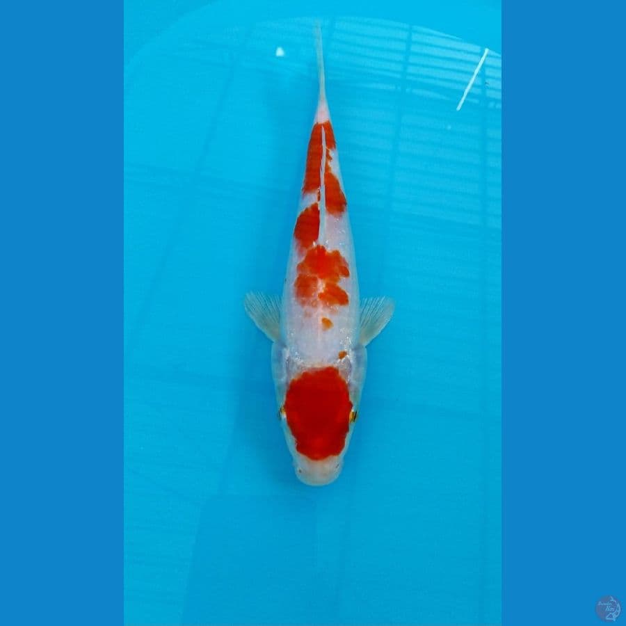 Maruten Kojaku 25 Cm