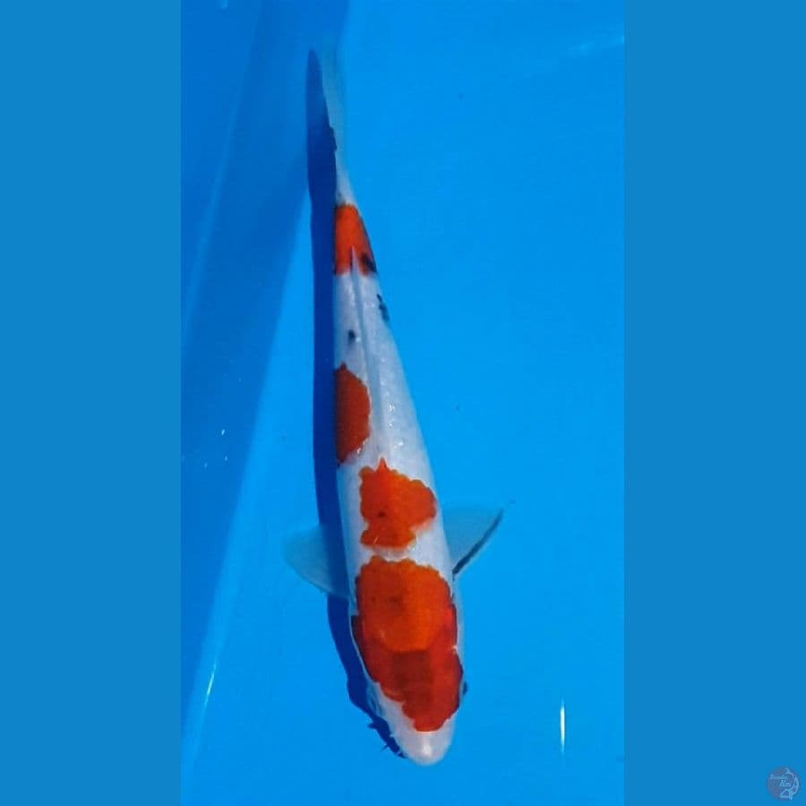 24cm SANKE Ori Jantan (A4)
