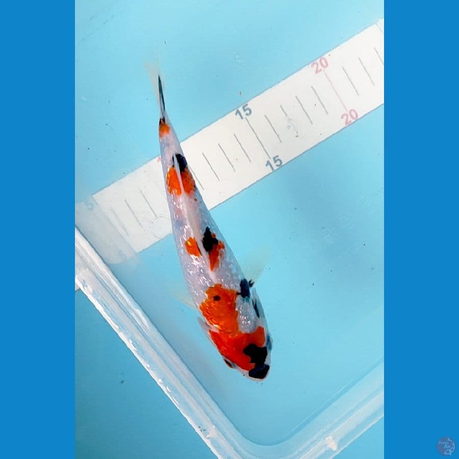 showa kanoko ginrin 15 bu