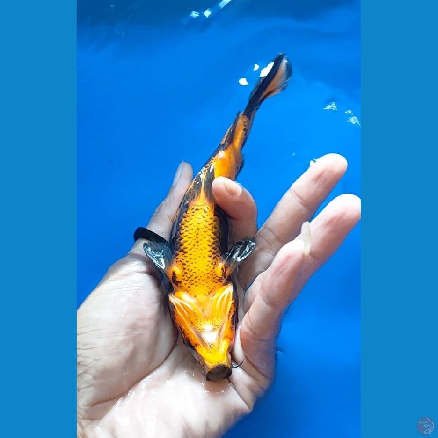 hi utsuri sq 17 cm