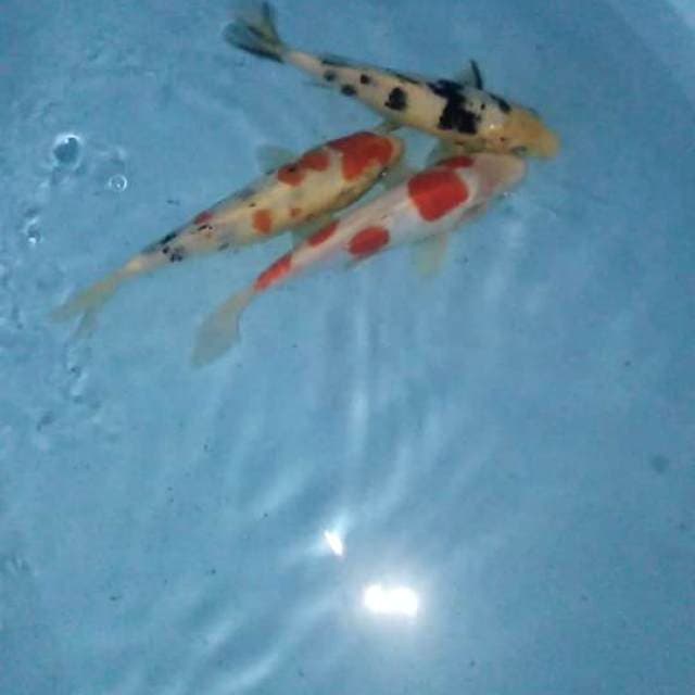 Kohaku, sanke, bekko