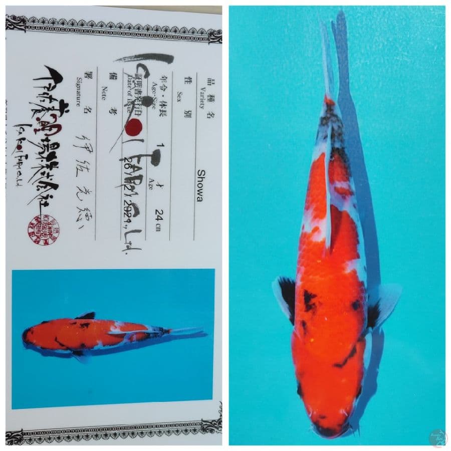 IMPORT SHOWA SERTI ISA 30CM