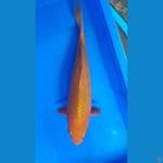 karamel 35cm