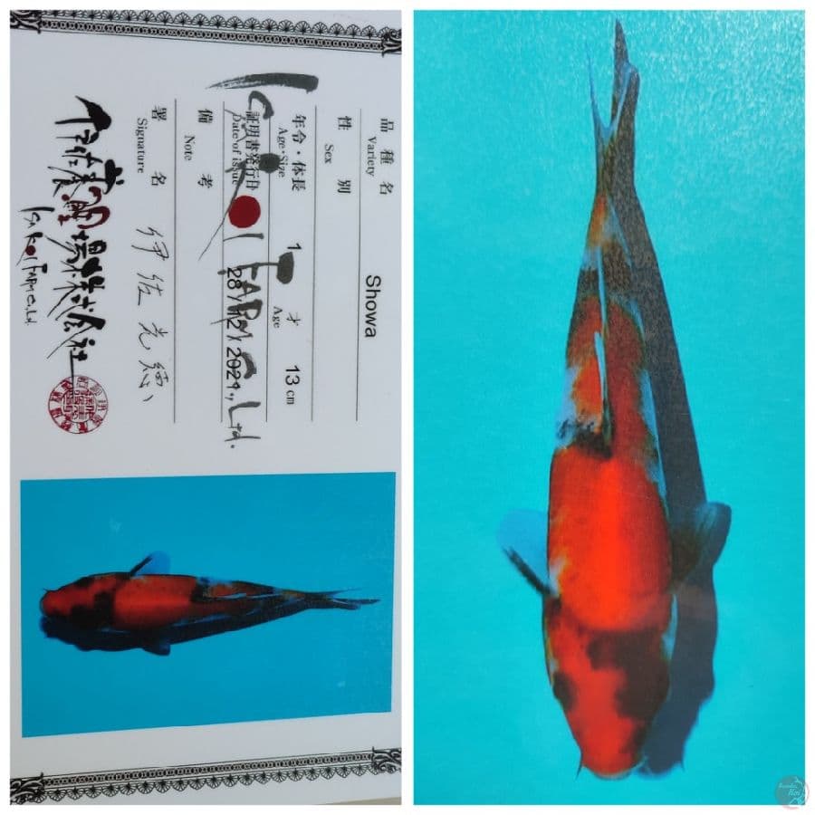 IMPORT SHOWA SERTI ISA 30BU