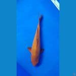 karamel 26cm