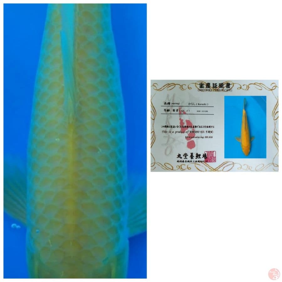 IMPORT KARASHI CORN MARUDO MALE 40BU