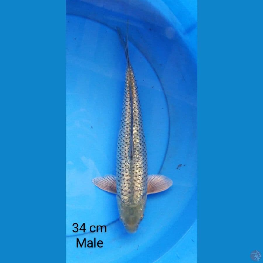 soragoi ginrin 34 cm male