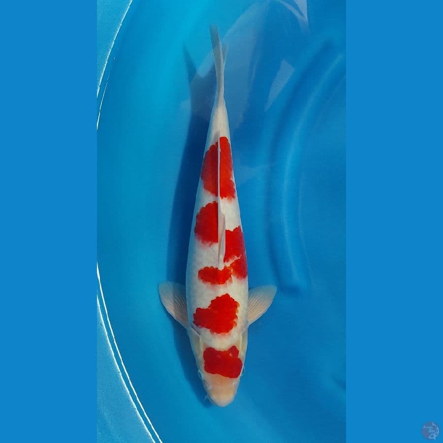 KOHAKU - SQ 