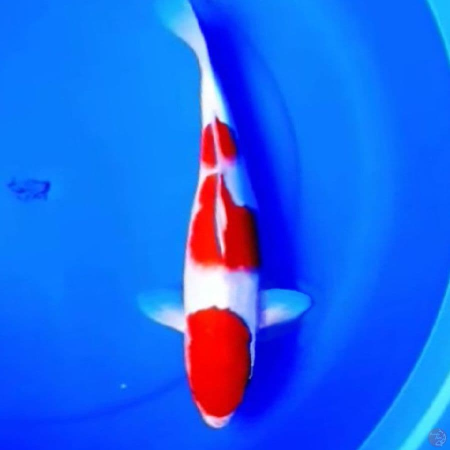 37cm SANSAN KOHAKU KIREI