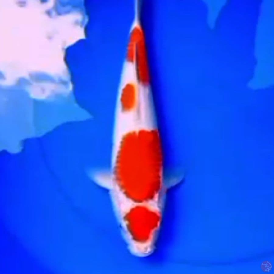 36cm MARUTEN KOHAKU HQ