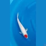 TANCHO KOHAKU GINRIN - 38cm/m⁶